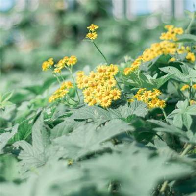 永乐国际app下载