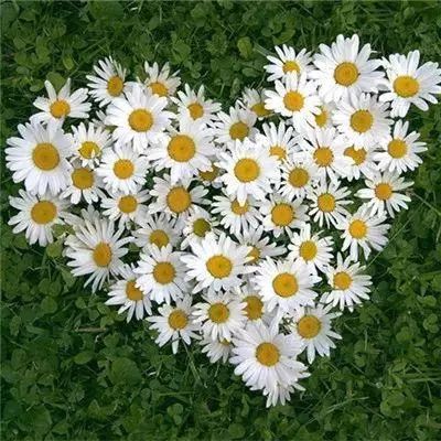 电玩城金鲨银鲨下载手机版